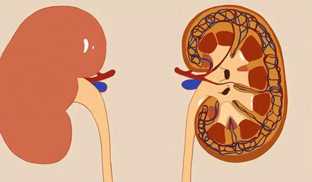 尿毒症是吃出来的？医生：即使是铁打的肾，这3种食物也要少吃！