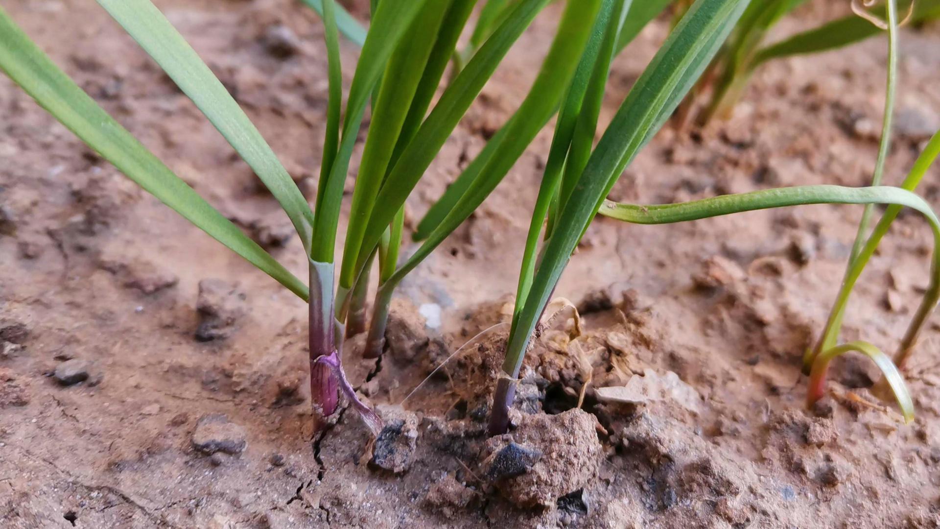 惊蛰过后，若条件允许，“开春第一鲜”该吃了，应节气，正当吃
