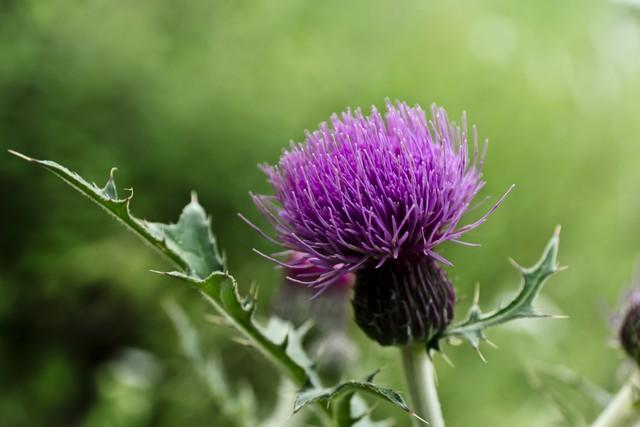 曾被农民当野菜吃,也是不可多得的高级补品,为何如今消失不见