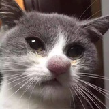 鹿卡卡卡