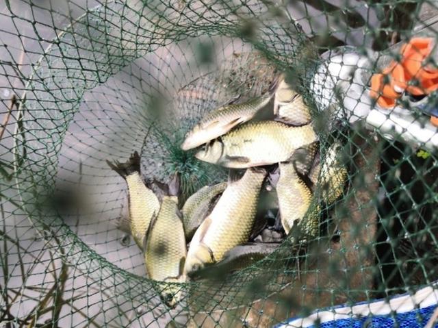 阴雨绵绵的梅雨季，江河水质浑浊涨水快，却是钓鱼佬的“爆护”季