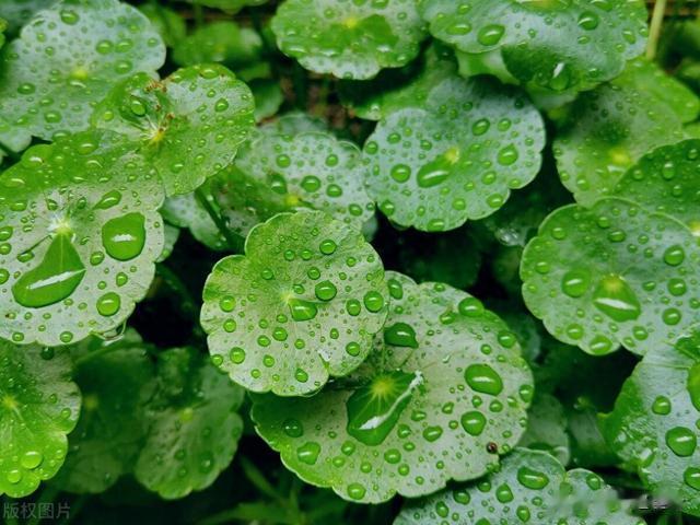 一棵化石草,堪称“胆结石克星”,巧用能胜张仲景的千古名方