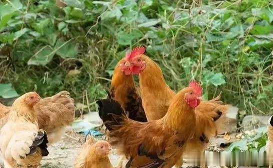 自己养过鸡才知道,为什么现在的鸡不好吃,一点都不香还柴咬不动