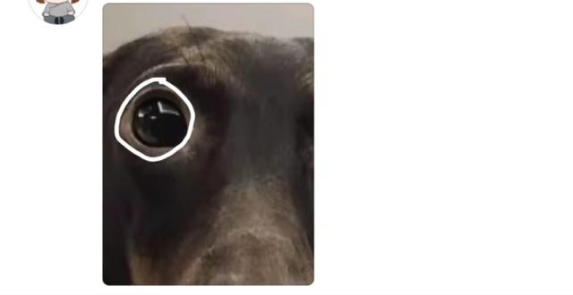 吴露可逃CP成真，细节暴露恋情内幕？网友神评论笑发财