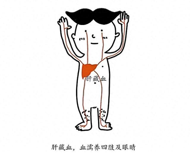 肝血是天然的“滋养液”！肝血充盈：眼不干了 手不麻了 躺下秒睡!