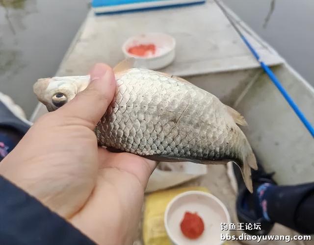 初春水冷,“猫”仍擒鲫