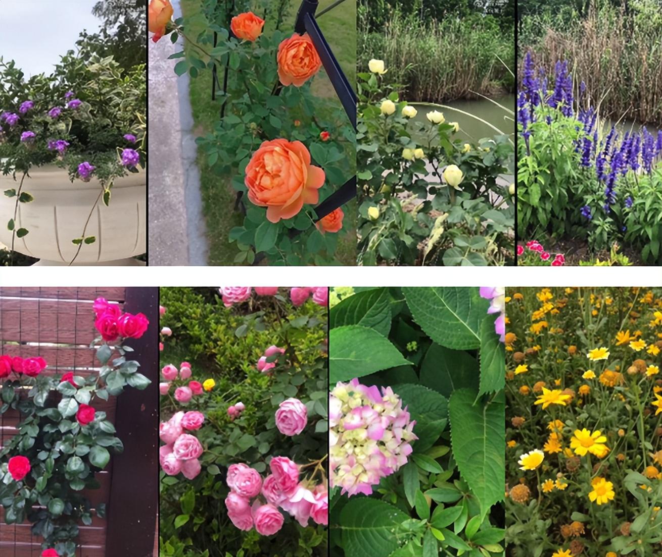 张馨予的4000万豪宅,因“满院的鲜花果蔬”走红,让人向往!