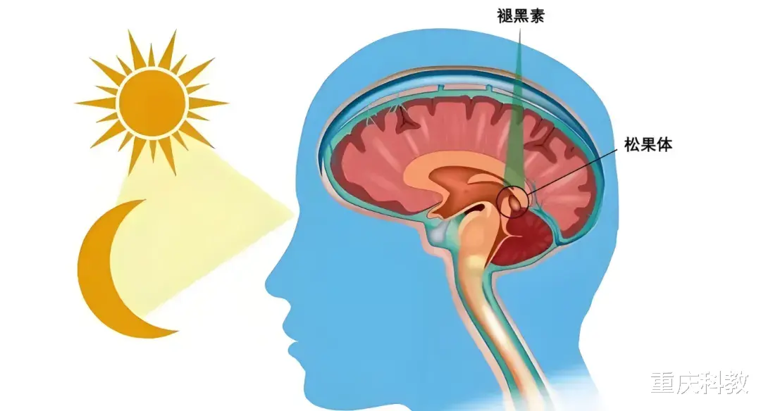 “人睡4觉，命比纸薄”？4种觉不能睡，睡多了伤身？你中了几个