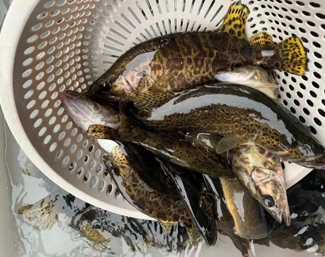 吉林“斑鳜王”被人钓上岸转手卖了一万多，网友:全网最大卖亏了