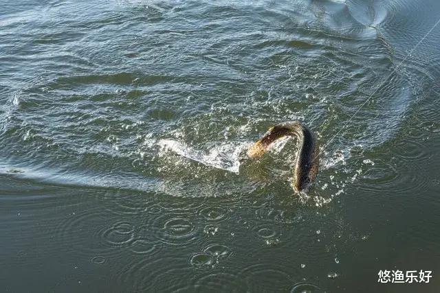 钓鱼圈三大“忽悠大师”,是真相还是噱头?你当过“韭菜”吗?