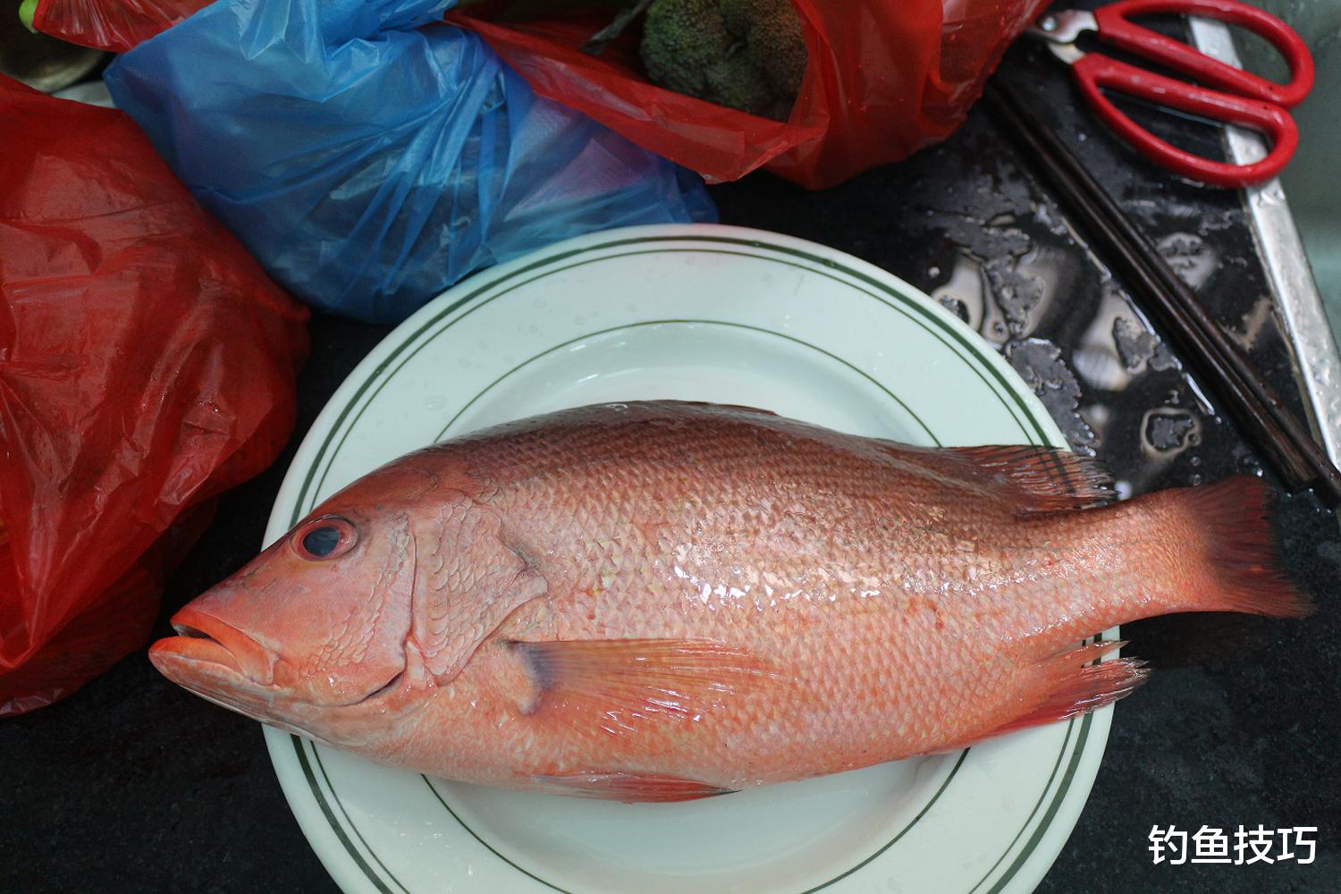 红鲉喜欢什么味型的食物？红鲉的觅食习性和垂钓方法