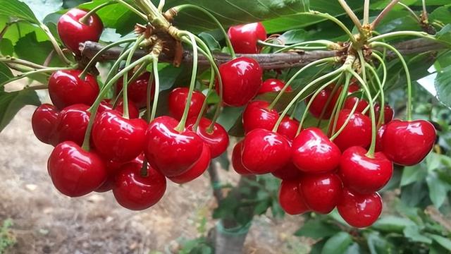 含糖量极高的5种水果，热量等于“喝油”，网友：糟了，我都爱吃