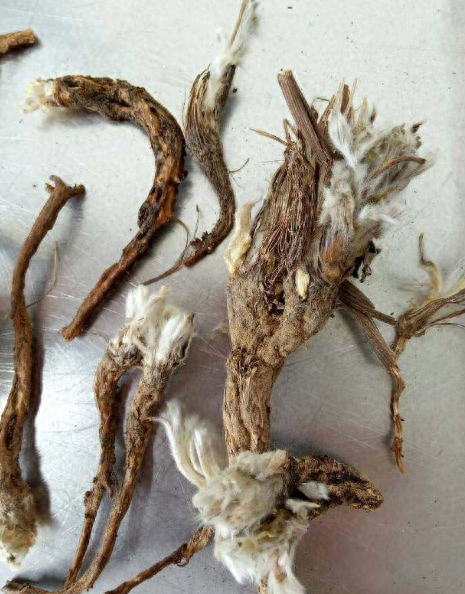 一个方子,预防肠道息肉癌变