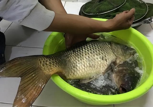河里有鲤鱼钓不到?是你方法没用对,掌握这几个技巧野钓鲤鱼不难