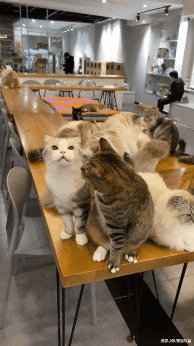 小猫职场竞争竟然这么激烈？猫咪一边扭屁屁一边：喵喵今年刚满18