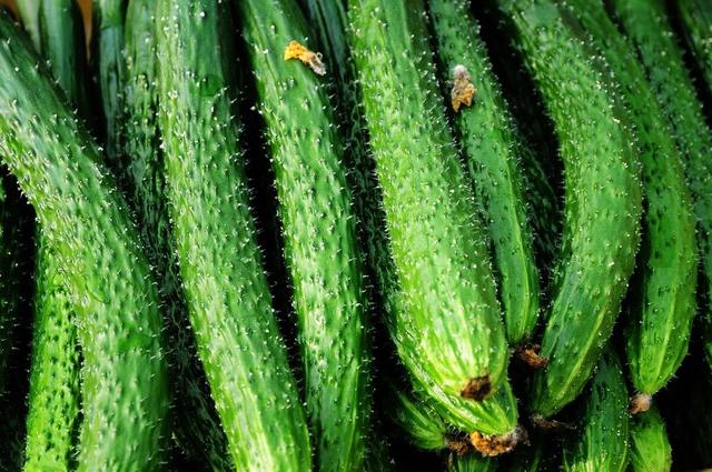打了激素的黄瓜如何辨认？菜农：牢记4点，保准买不到激素黄瓜！