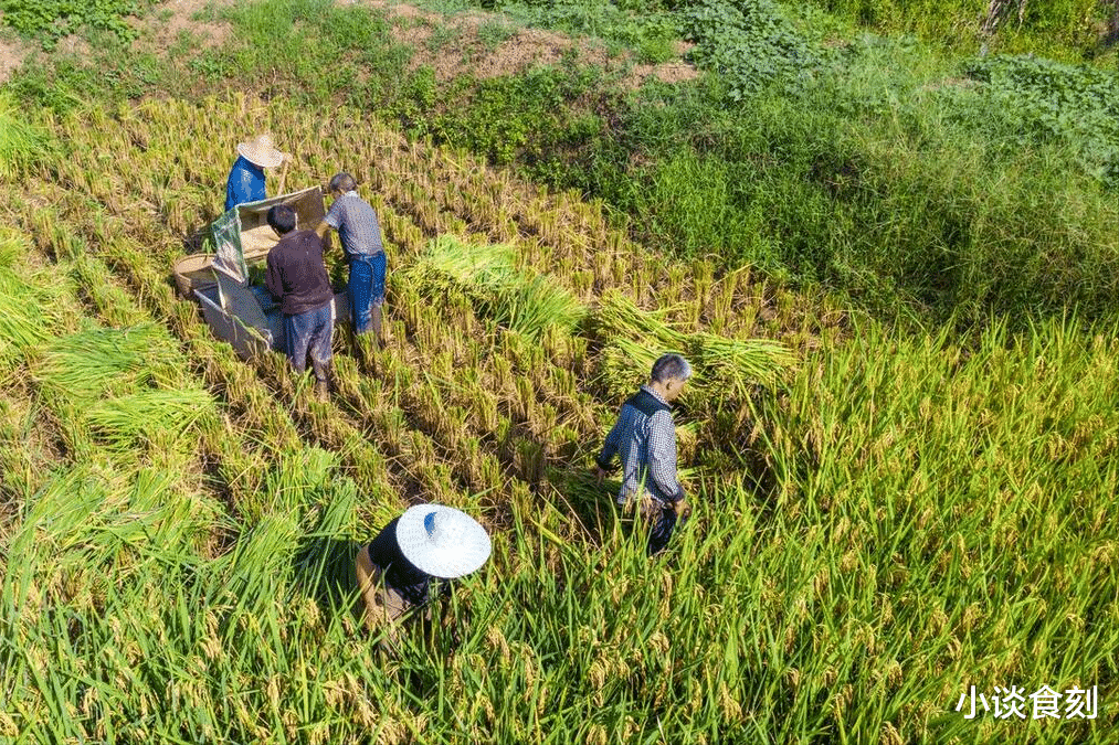 农谚“秋分不去收,到头一场空”,9月22日秋分,要去收什么?