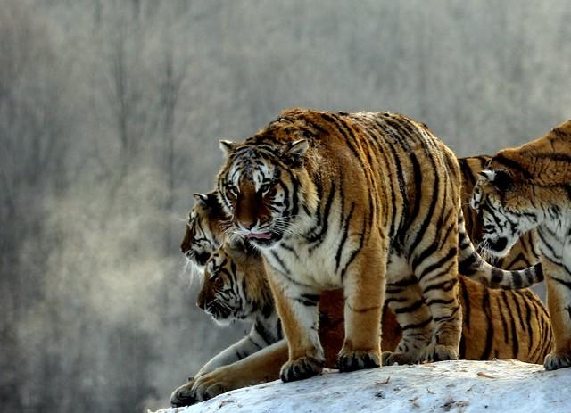 寅虎：7月第一个星期可能遇到的“大祸” 逃不过去的 早看早预防！