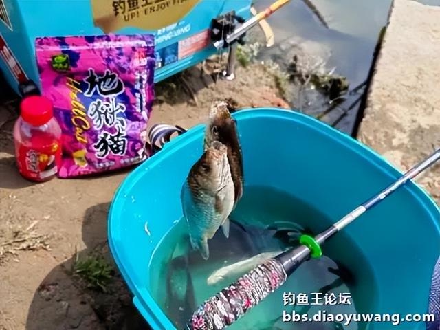 春钓浅滩，带包地狱猫就够了