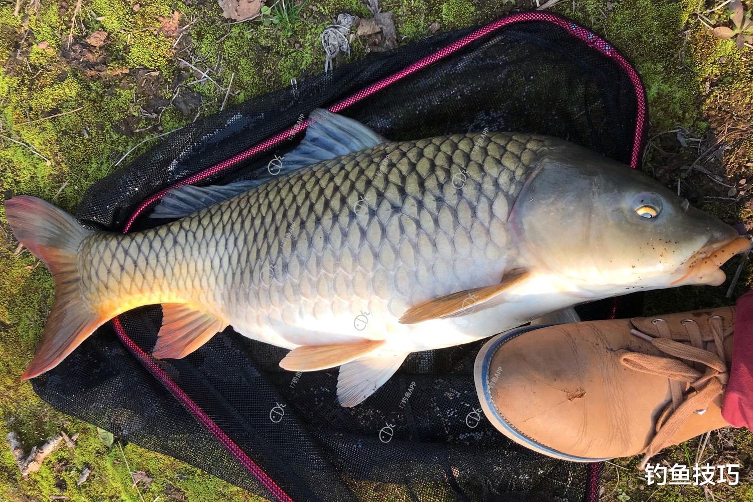 野钓大鲤鱼窝料的制作方法，大鲤鱼很喜欢