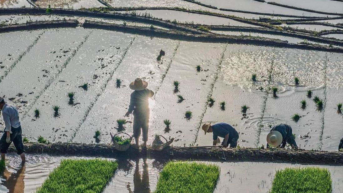 六月初一是“朔日”，老人说“初一有三怕”，哪3怕？农谚有答案