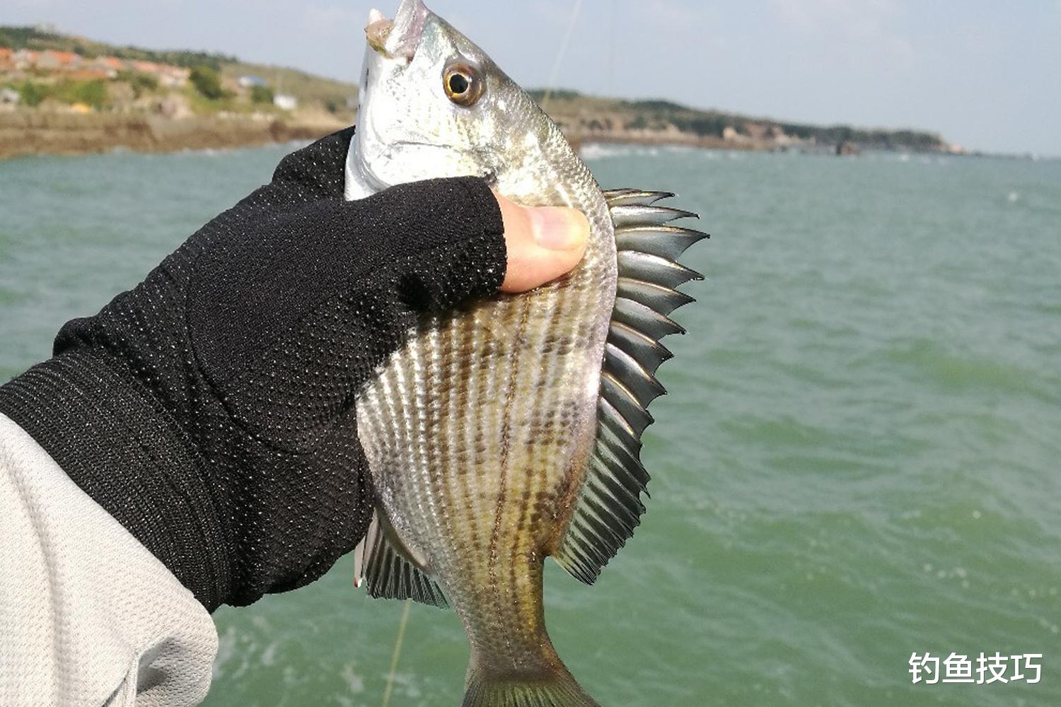 春季海钓的4个用饵思路，鱼饵用对钓得多