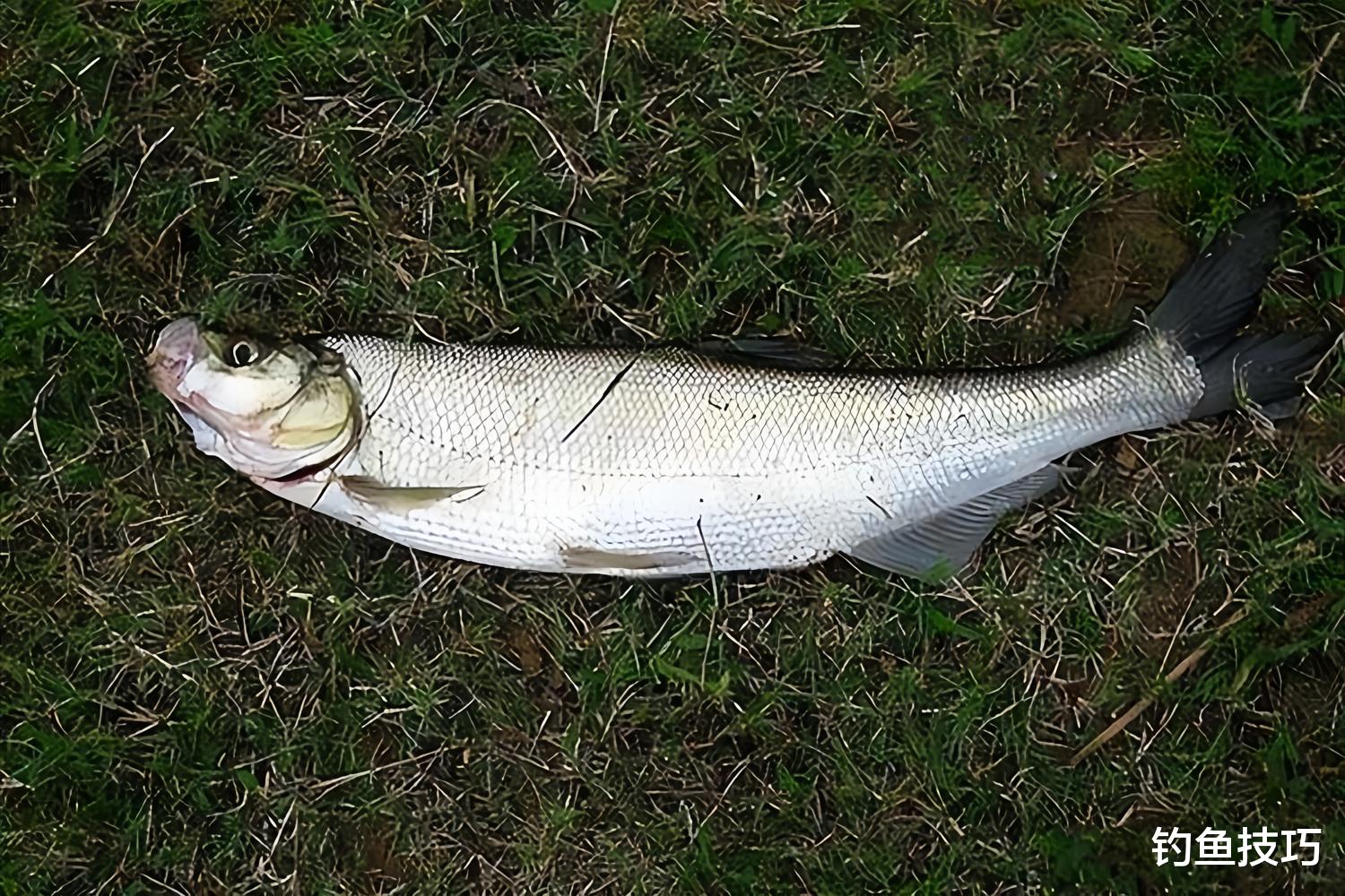 钓翘嘴鱼时鱼饵味型的重要性，千万不可忽视