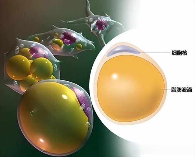 脂肪是如何被消耗掉的?运动真的燃脂吗,它的作用是什么?