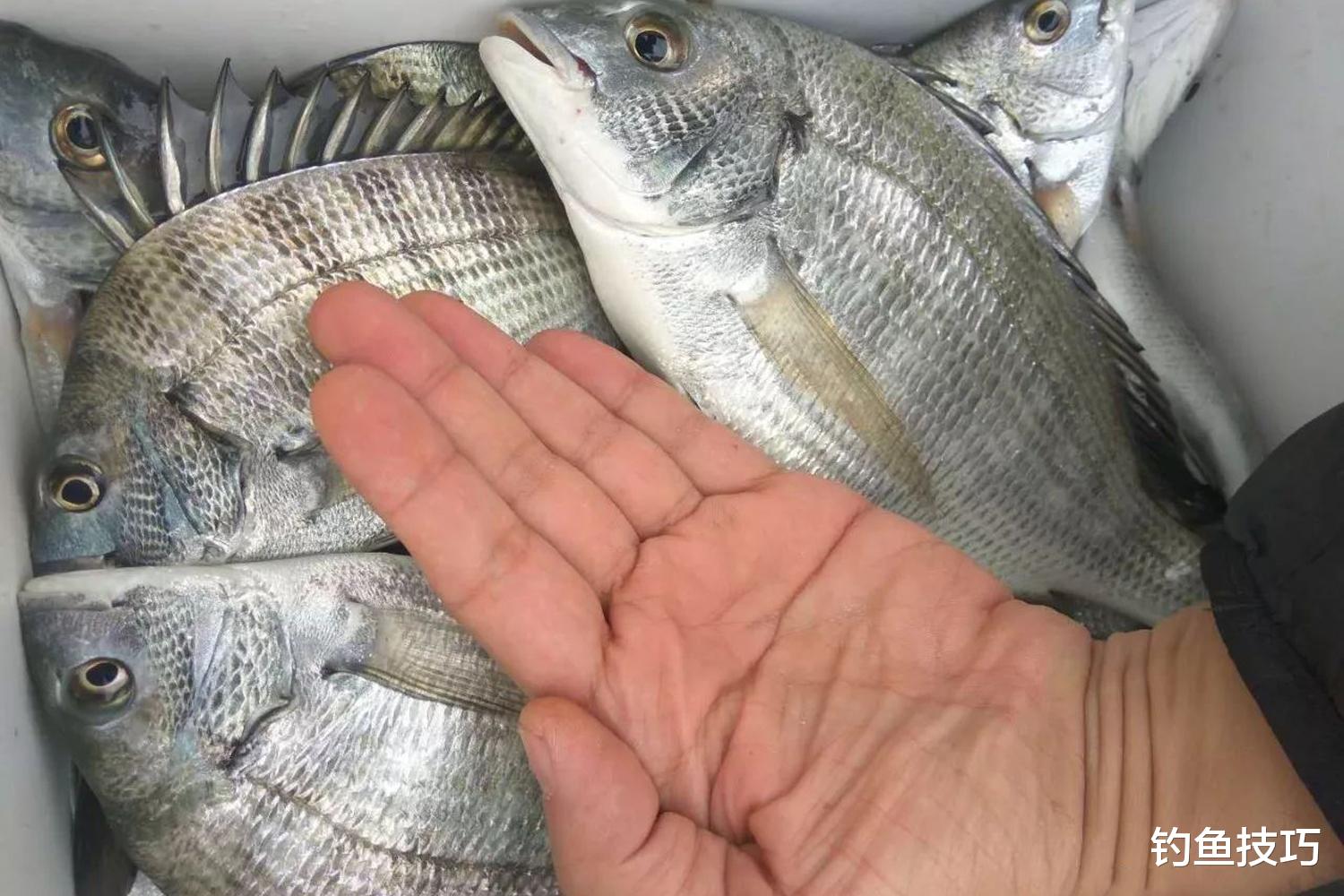 初春海钓的4个要领,抓住海钓的好时机