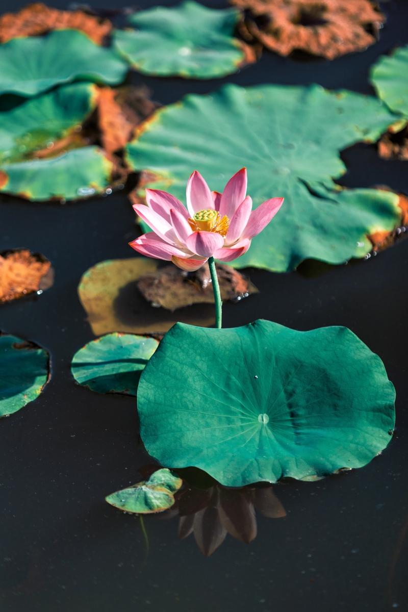 七月崛起的四大星座化身黑马,升职加薪近在咫尺!