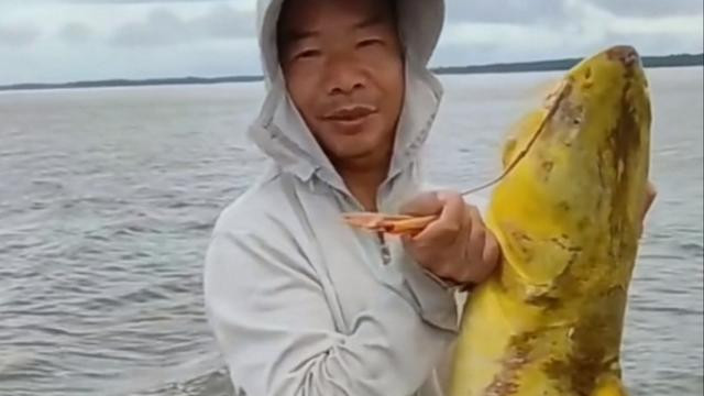 变异了？男子钓获巨型“黄辣丁”，20多斤重，通体发黄有半人多高