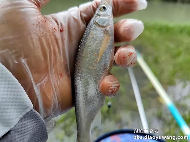 地狱猫诱钓合一表现不俗