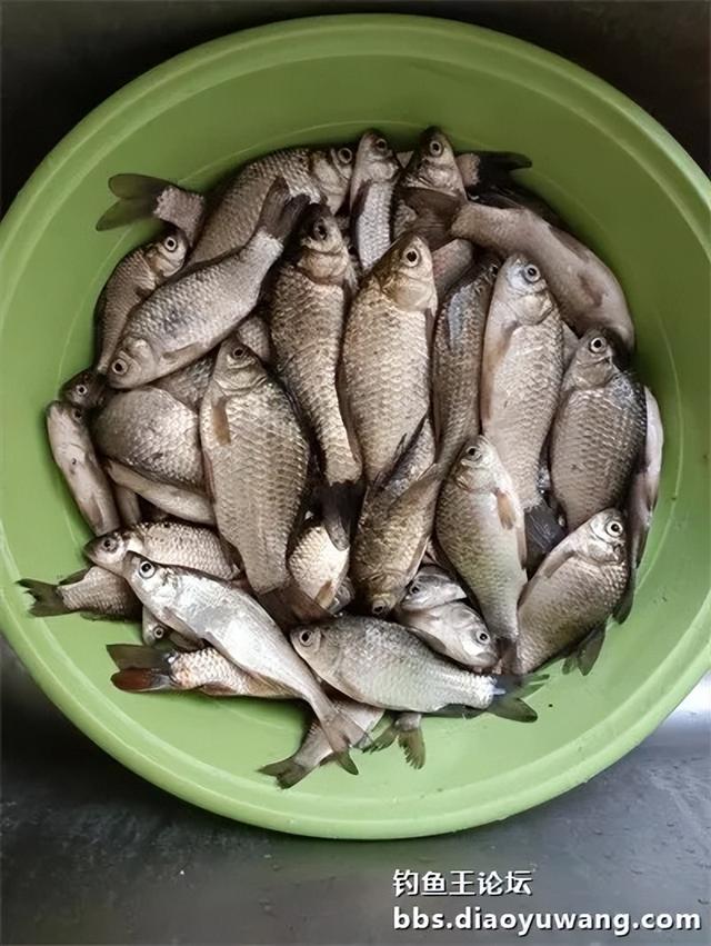 地狱猫头伏立功