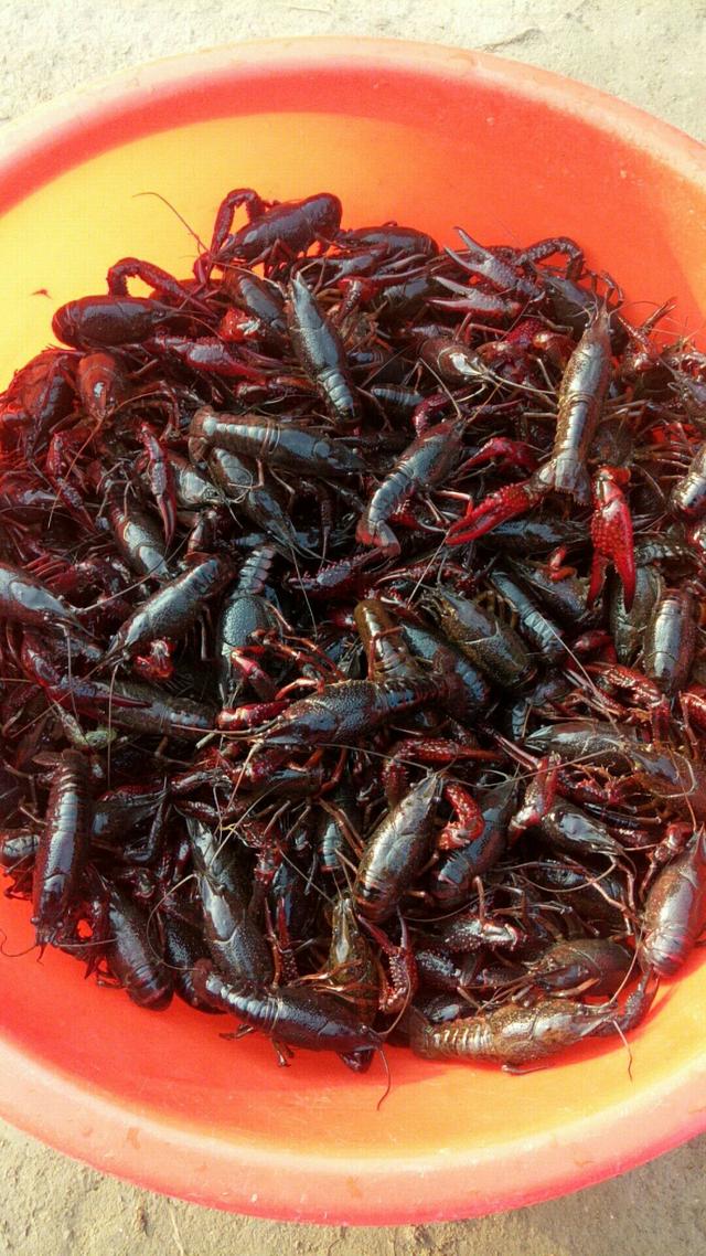 买小龙虾时，聪明人会避开“这4种”，老板：不是吃货就是同行！