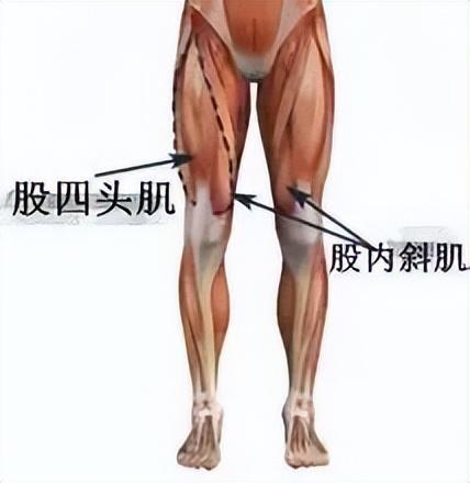 膝关节伸不直？这条肌肉影响很大！