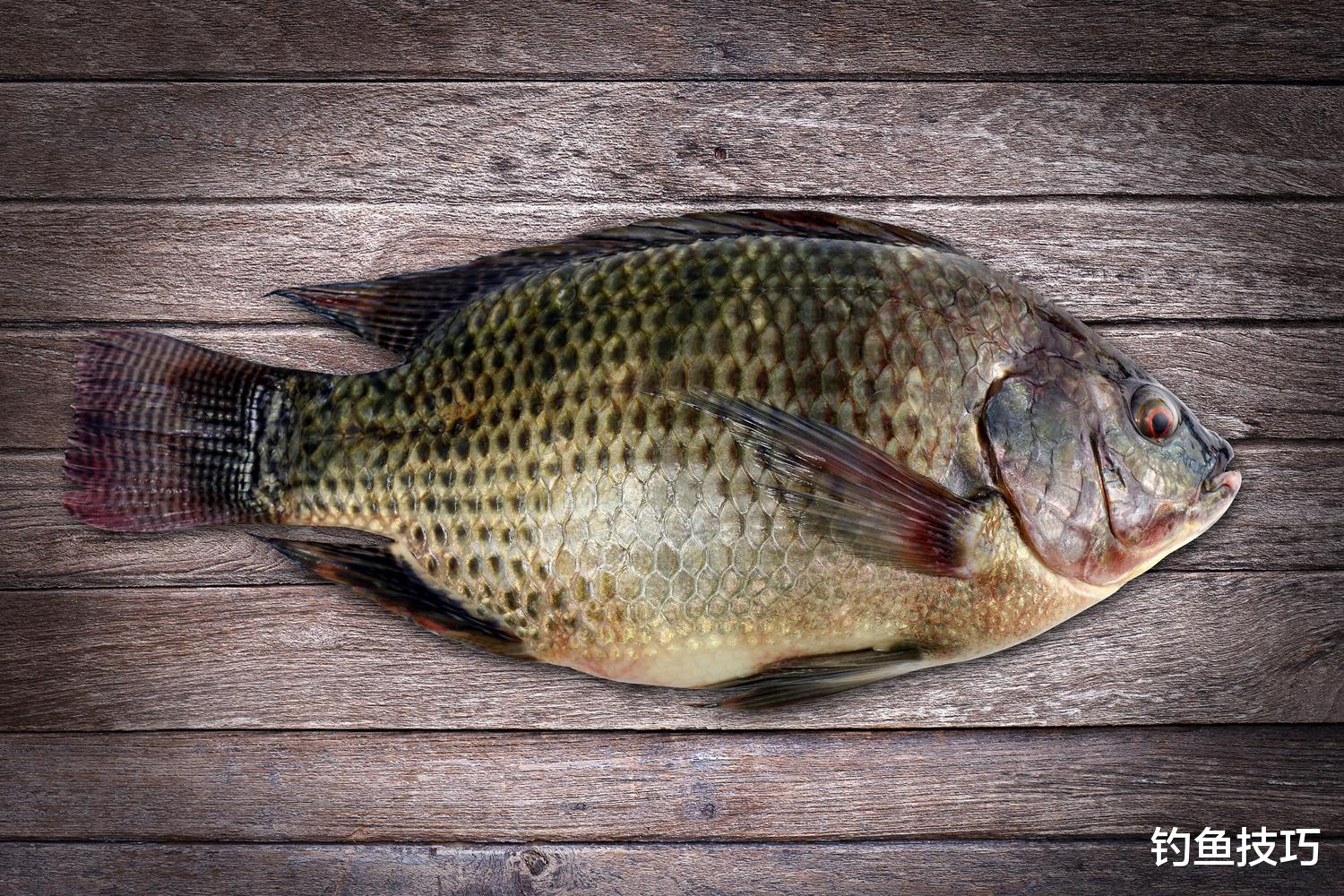夏季钓罗非鱼的用饵技巧,鱼情不同差别大