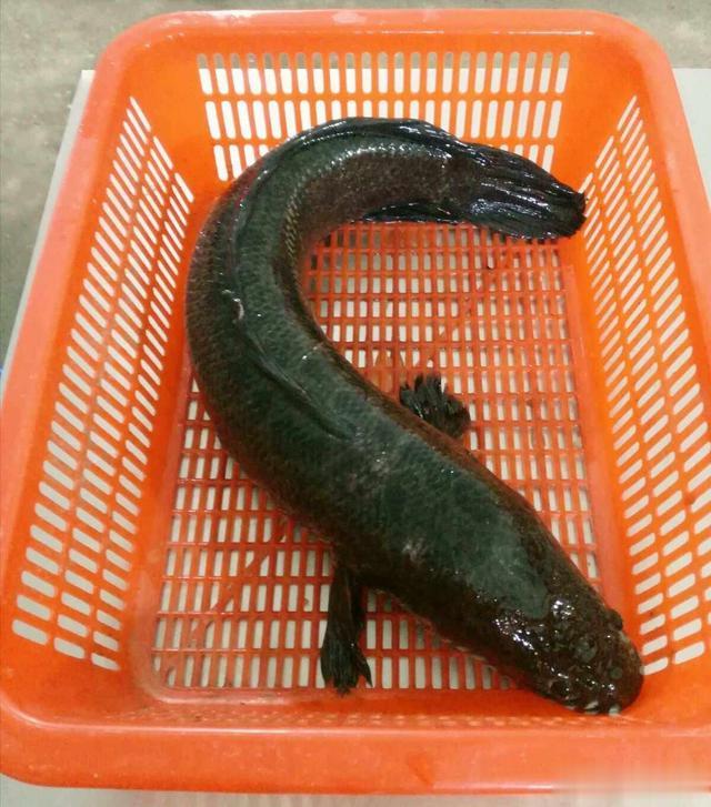 最好吃的“十大”淡水鱼，你吃过哪几种？青鱼、草鱼，鲫鱼未上榜