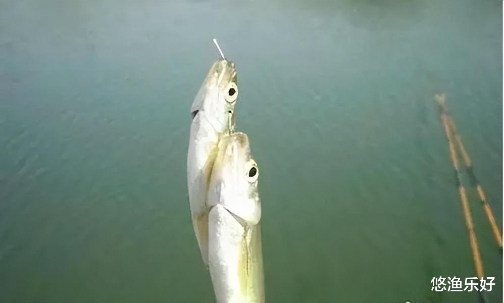 “闹窝小神兽”，最给“钓鱼人面子”，兼具生态与经济的双重价值