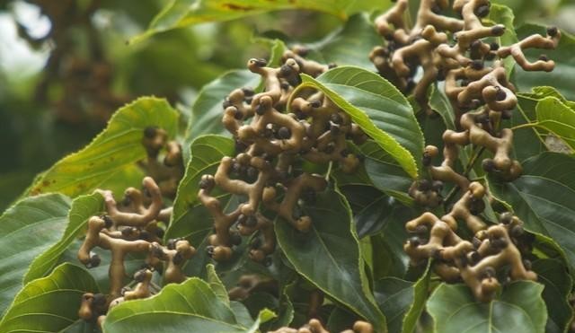 盘点八种即将消失的水果,儿时味道慢慢被淘汰,你怀念哪一种