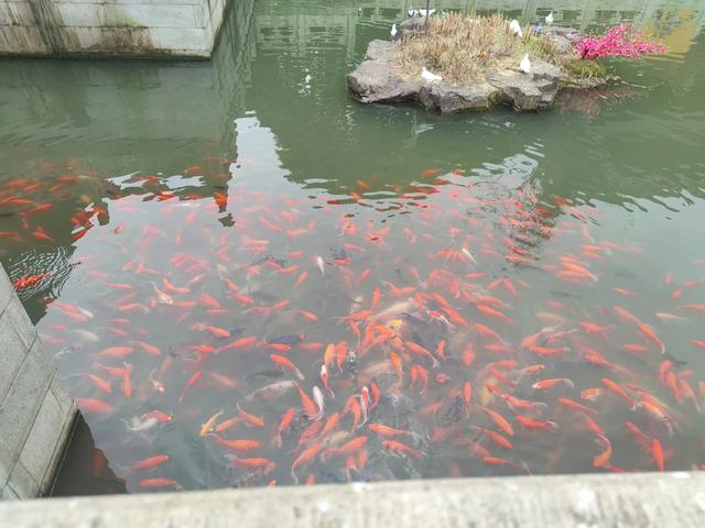 华为集团上海青浦练秋湖顺利入驻,华为上海老职工为啥喜忧参半?