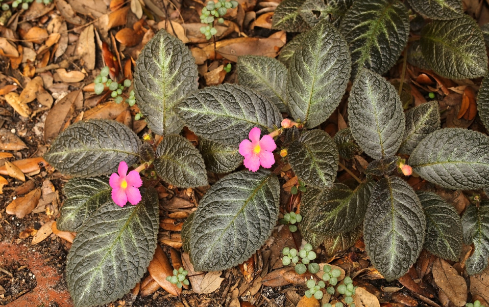 金线莲被誉为“金草”，但4类人能不吃就不吃，望你早做了解