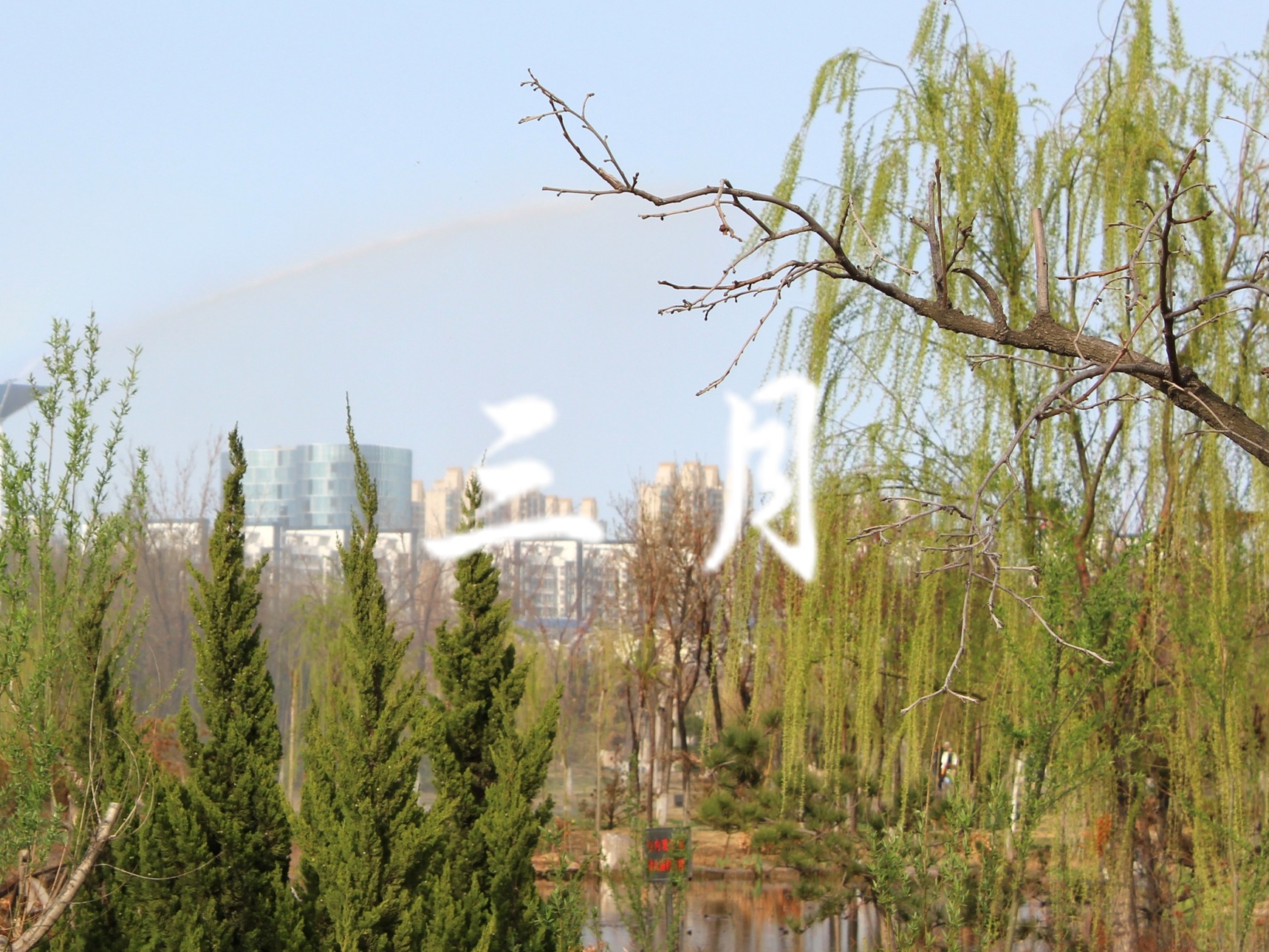 3月遇到这菜别手软,一次买10斤储存,随吃随取特省事,可香了!