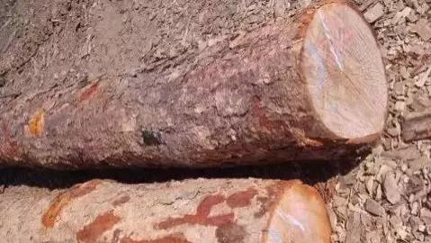 最硬的手串，不仅好看还能防身！你猜是啥？