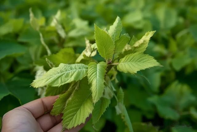 人到中年，血液越来越稠！这种叶子泡水喝