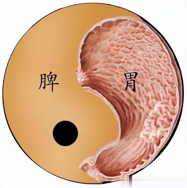 年后喜提大肚腩？一个千年方，简单两味药，一消一补，甩掉厚脂肪