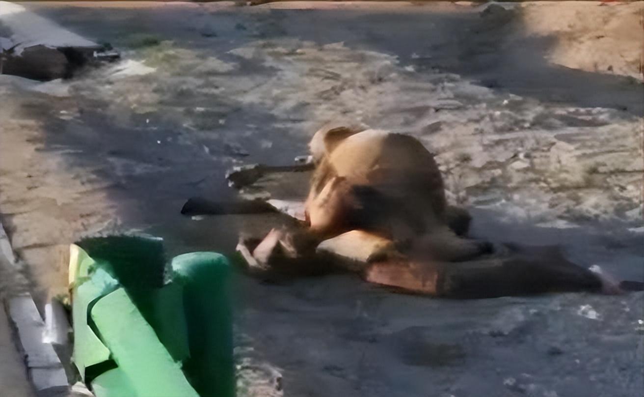 于月仙死亡并非偶然?死后丈夫曝出“细节”,难怪车中唯独她离世