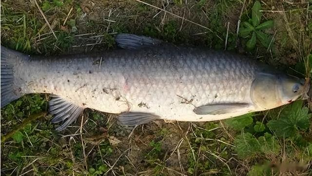 四大家鱼之首的青鱼,为何被称为“索命鱼”?它到底有啥可怕之处