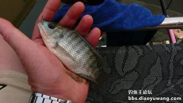 夜战，地狱猫再获鲤鲫