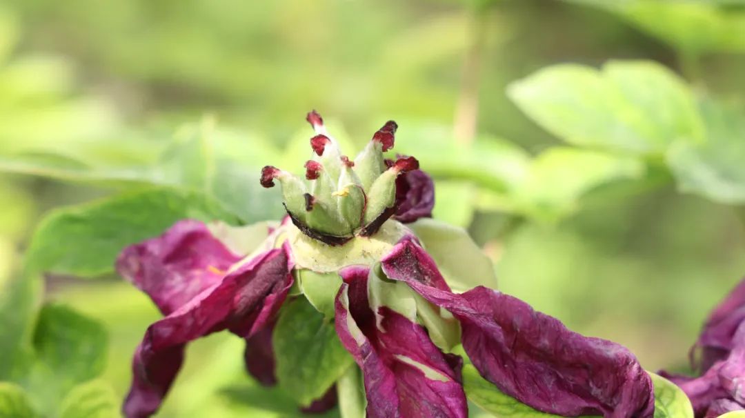 一个奇效良方，失眠、焦虑、抑郁、痤疮、便秘，无论男女一扫而光