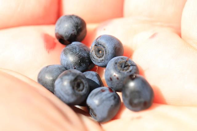 蓝莓是“护肝神器”?医生呼吁:若想预防肝硬化,这四种水果常吃